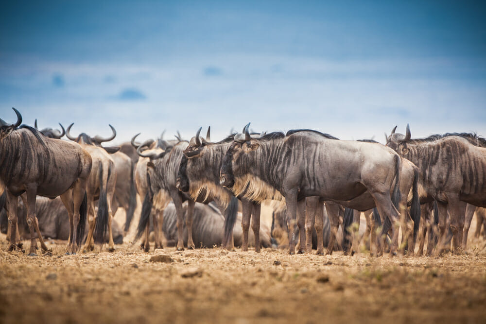 Mbega African safaris