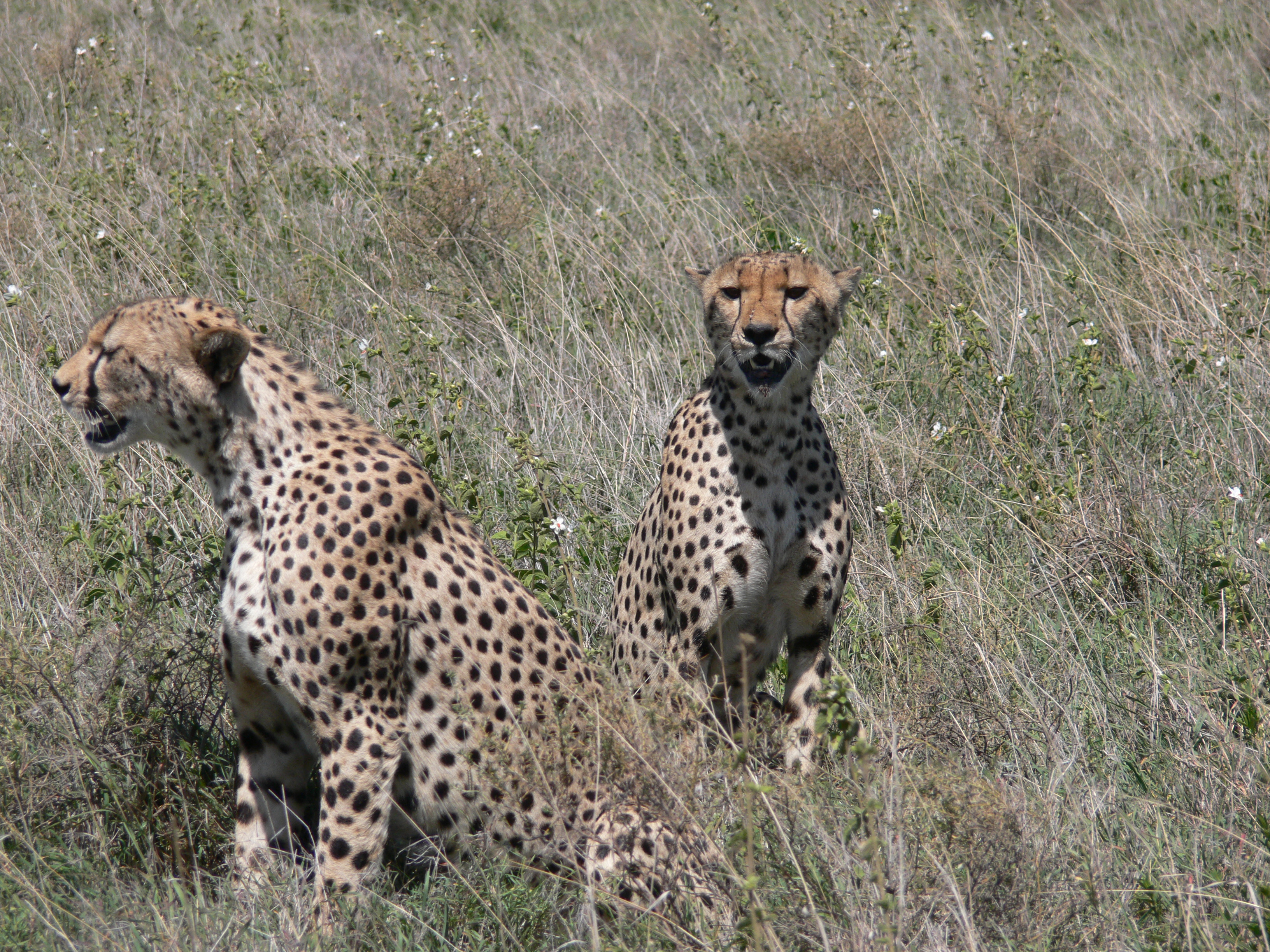 top 5 best tanzania safari tour operators 2026–2027