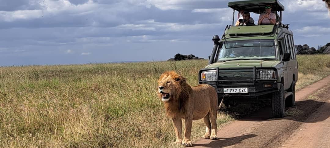 why a guided safari still beats self drive stories from the bush